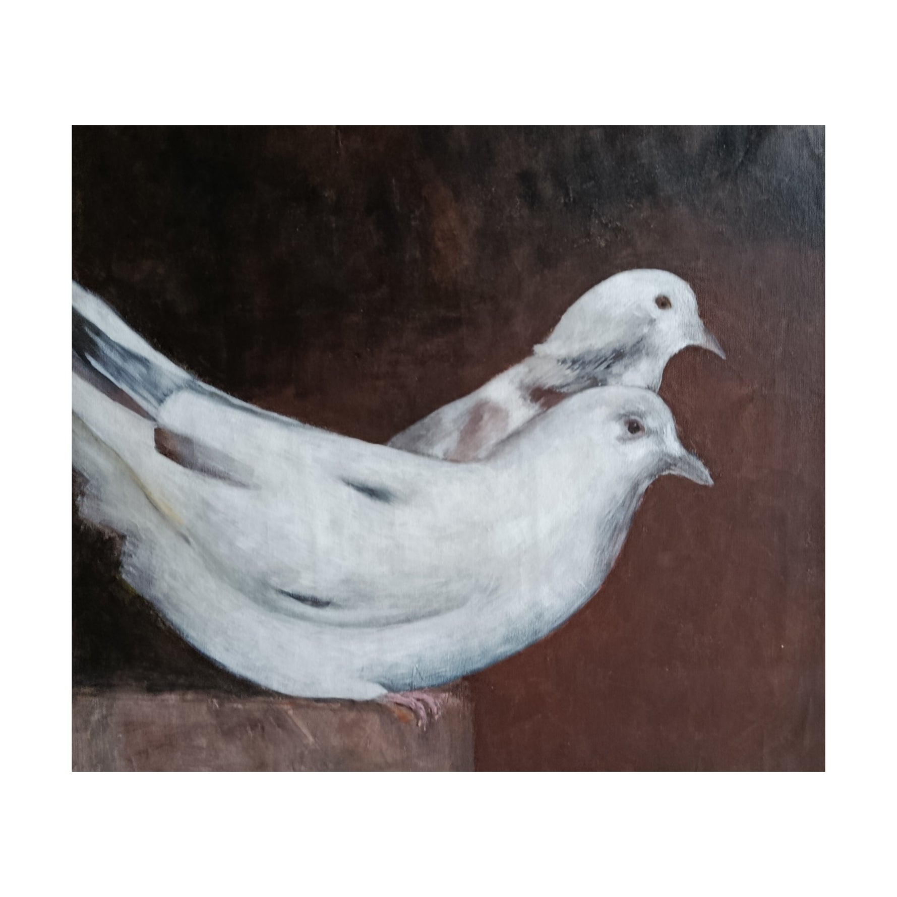 palomas