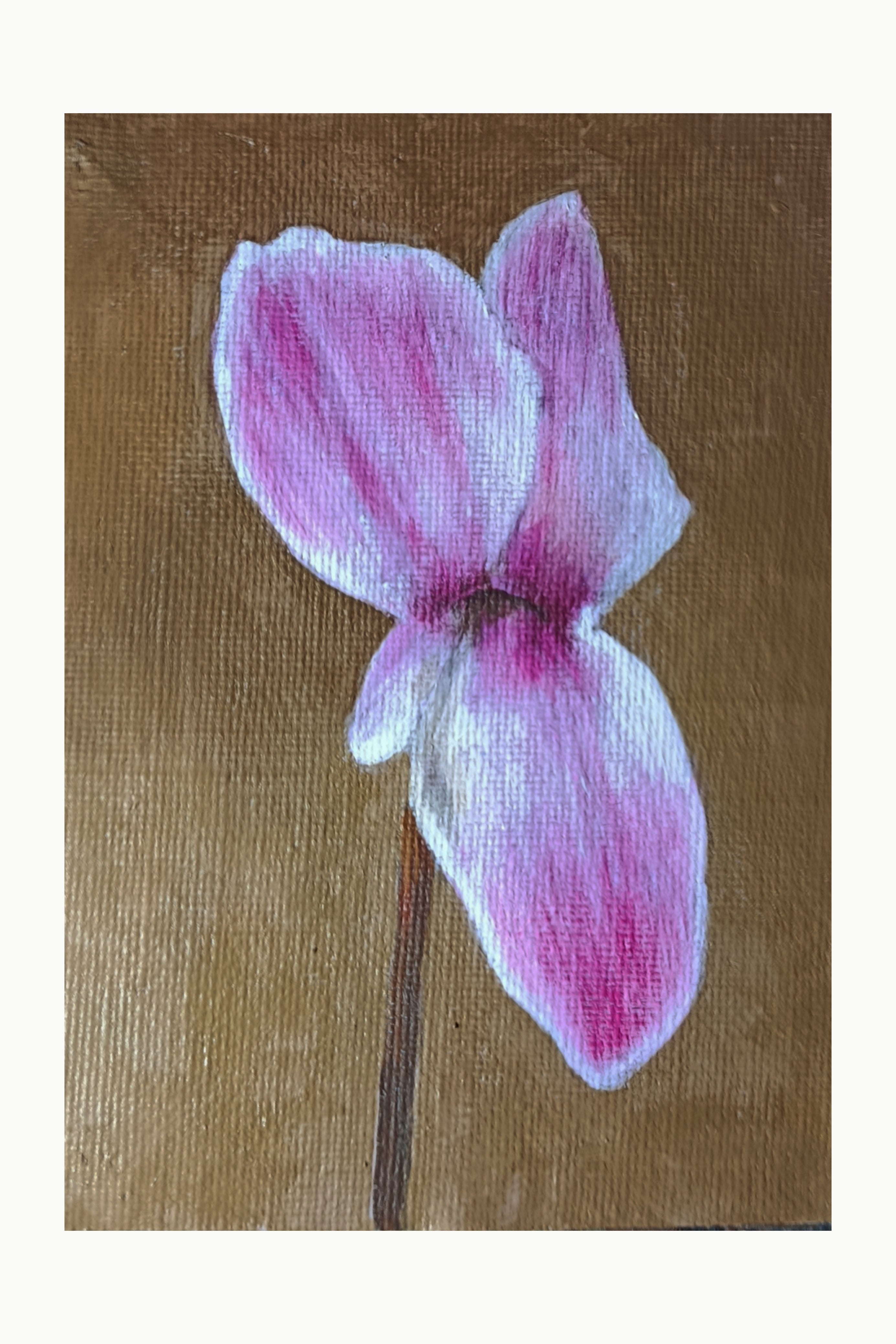 ciclamen