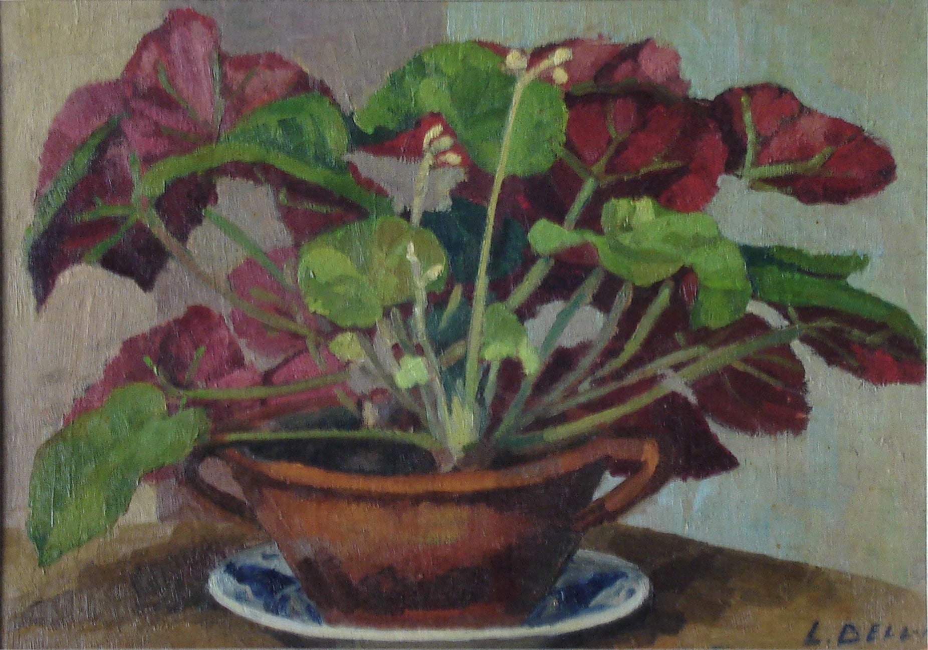 L.Belli - Begonie