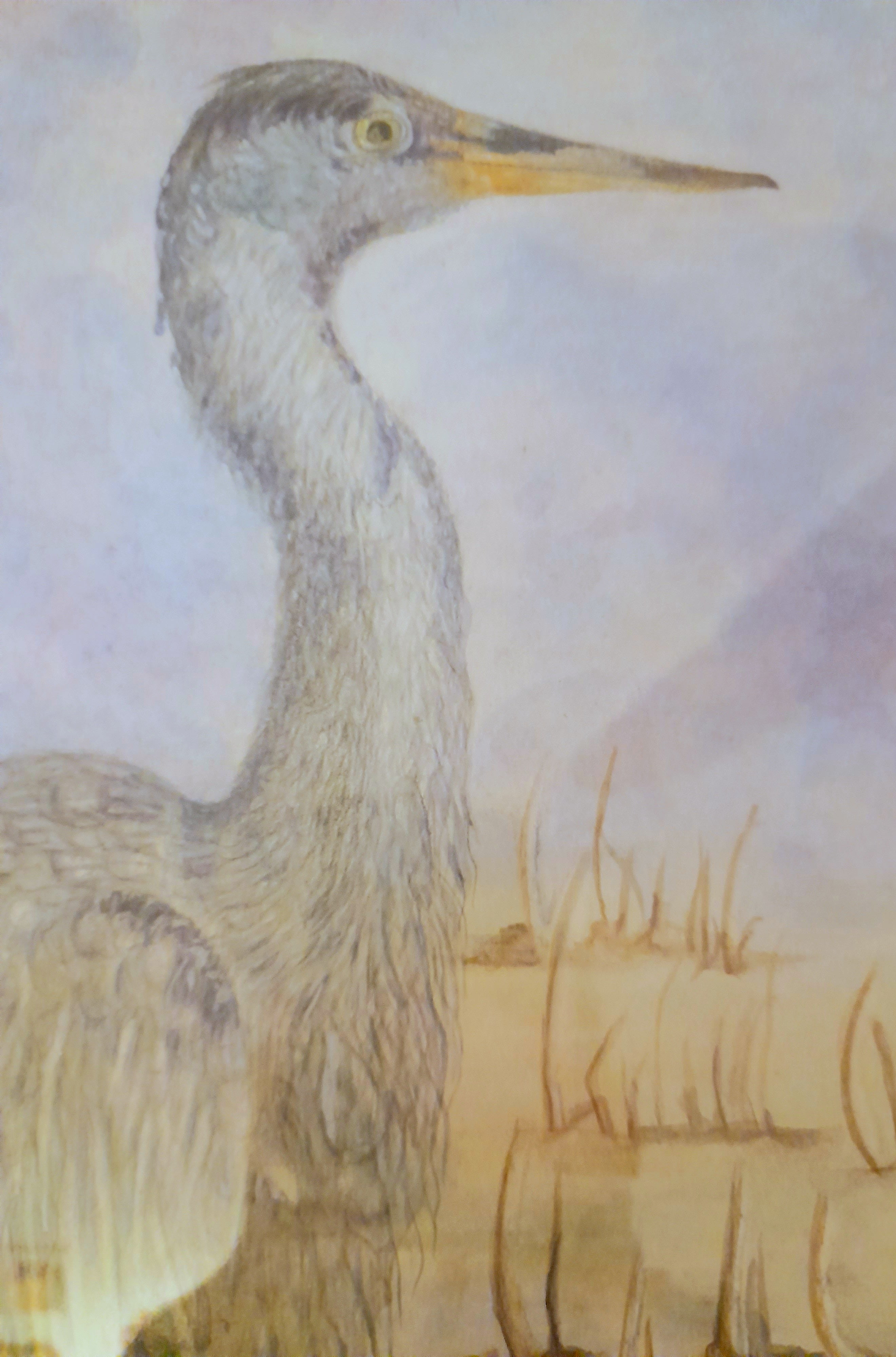 L' OSSERVATORE  Serie -Sono Natura