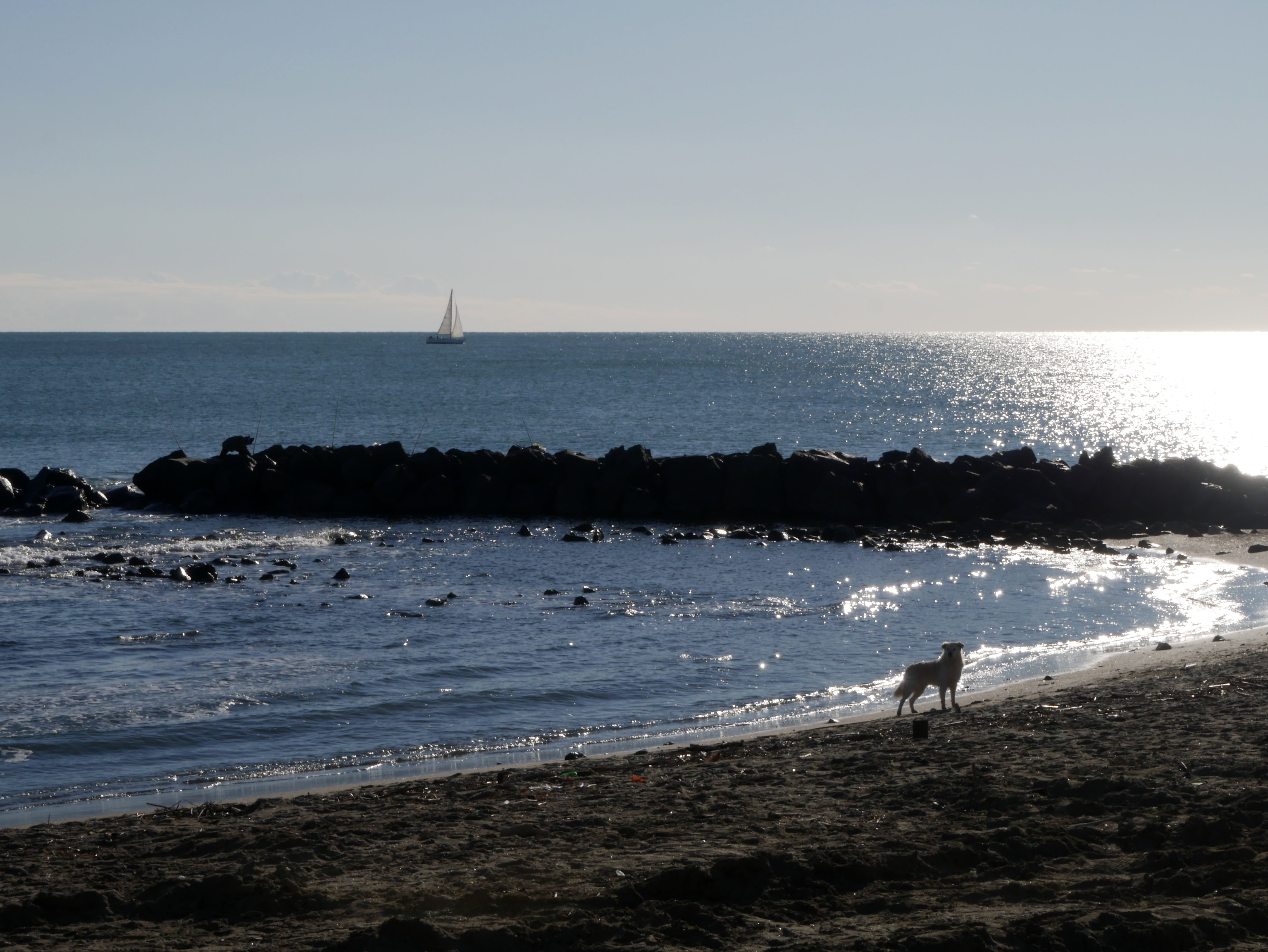 La barca a vela e il cane