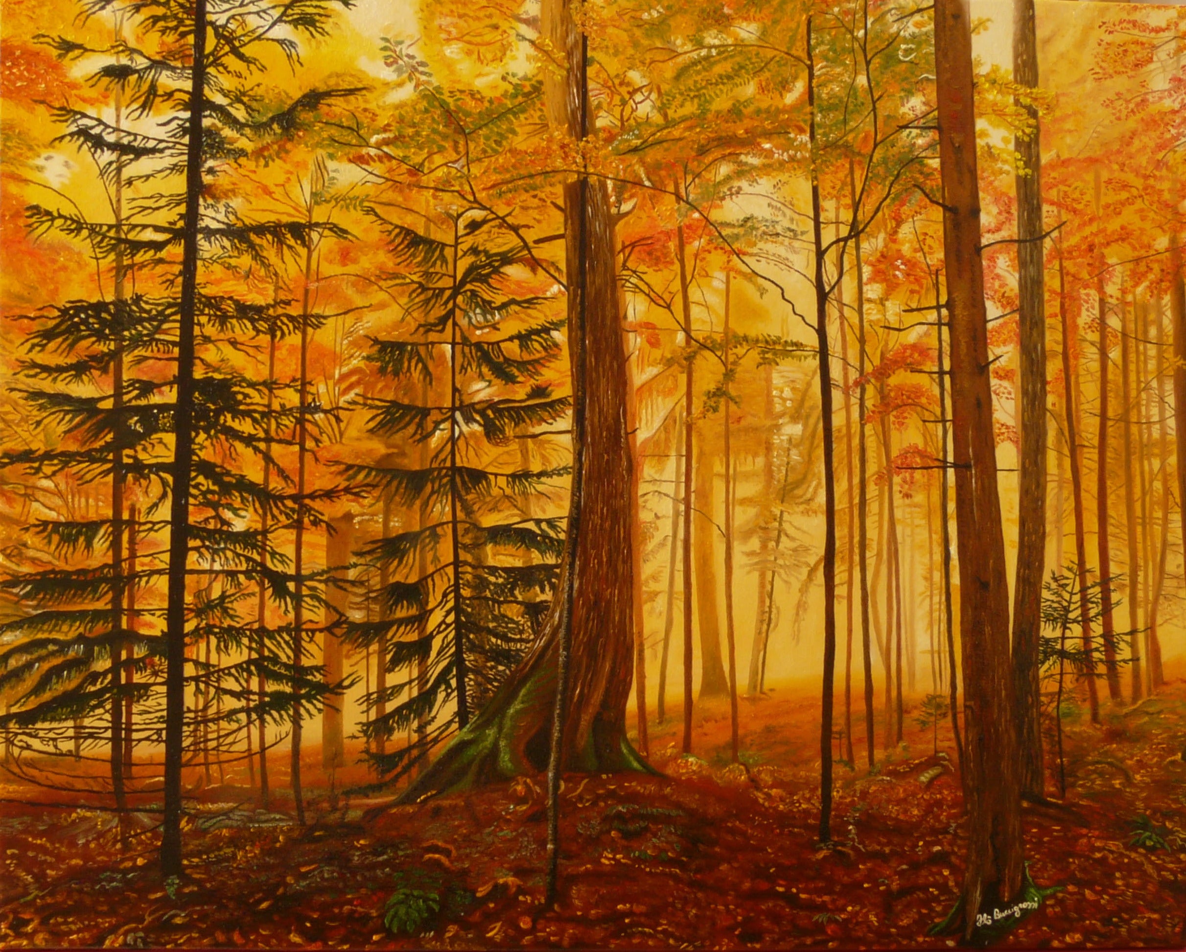 Buccigrossi Floriano - Luci e ombre del bosco