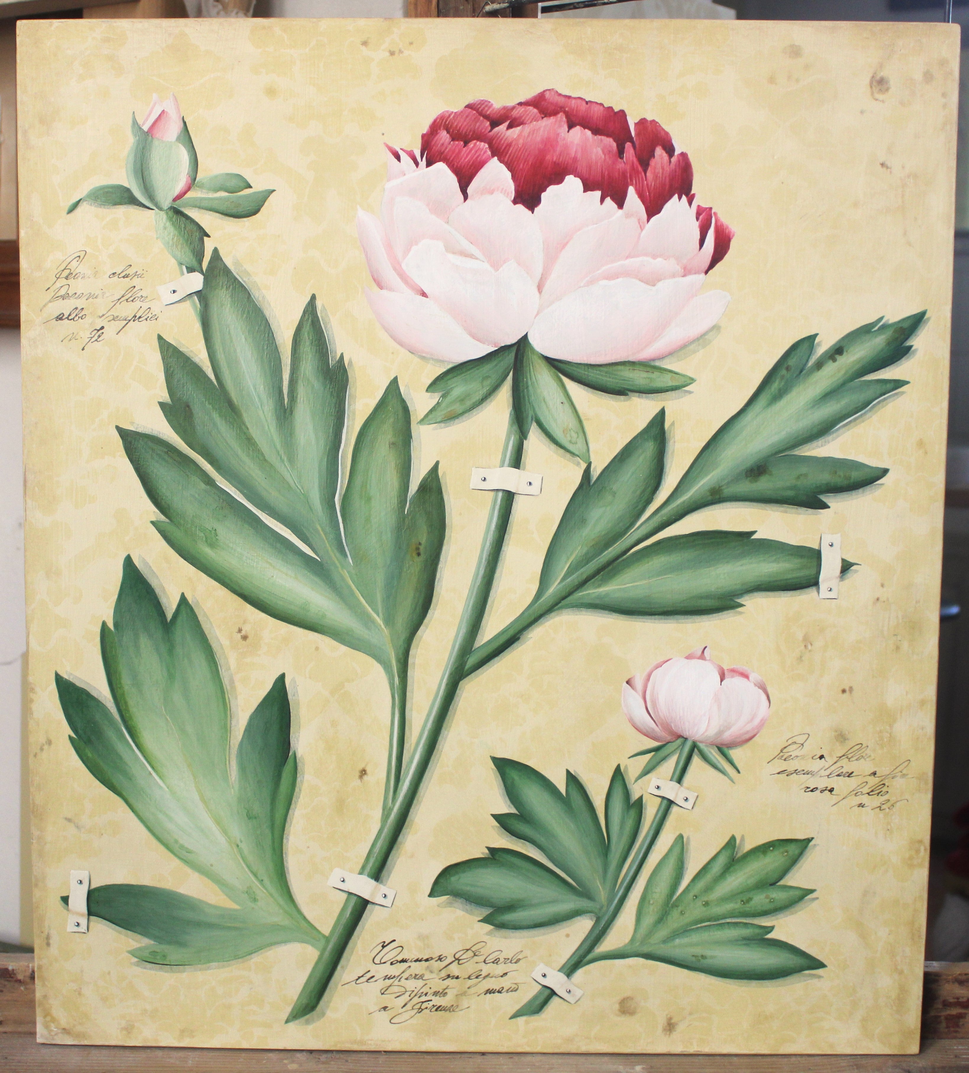 Peonia