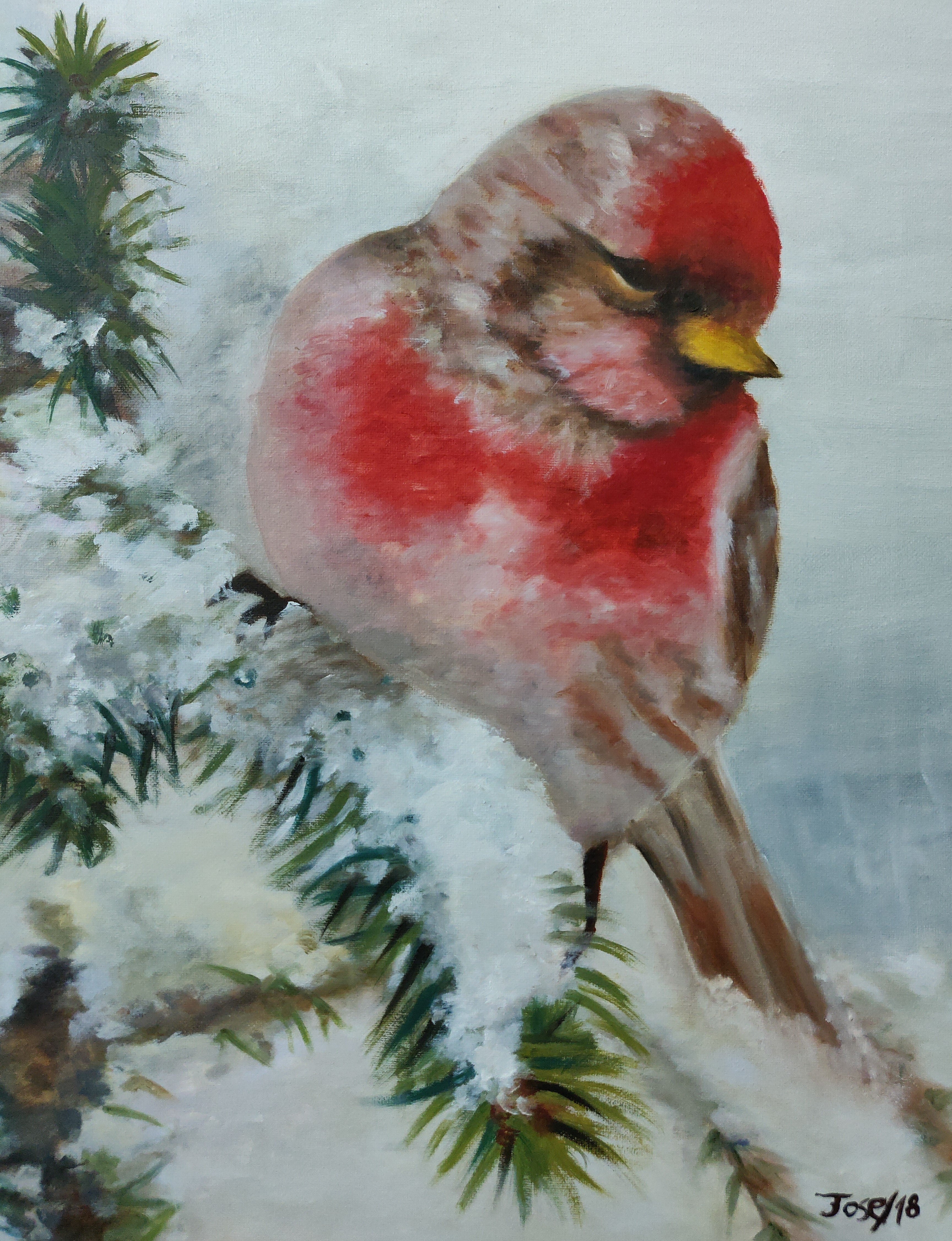 Pequeño rojo