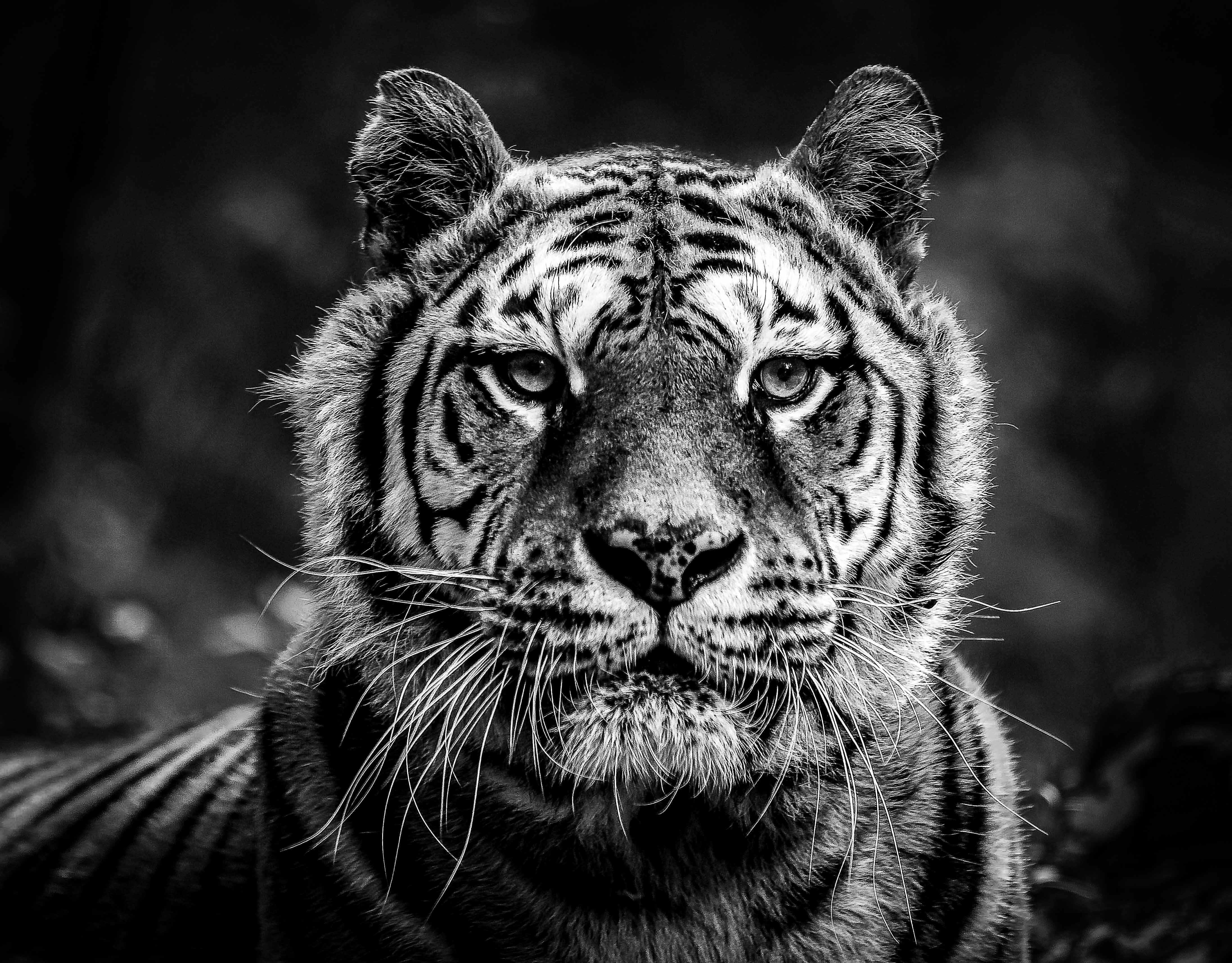 Ritratto di una tigre