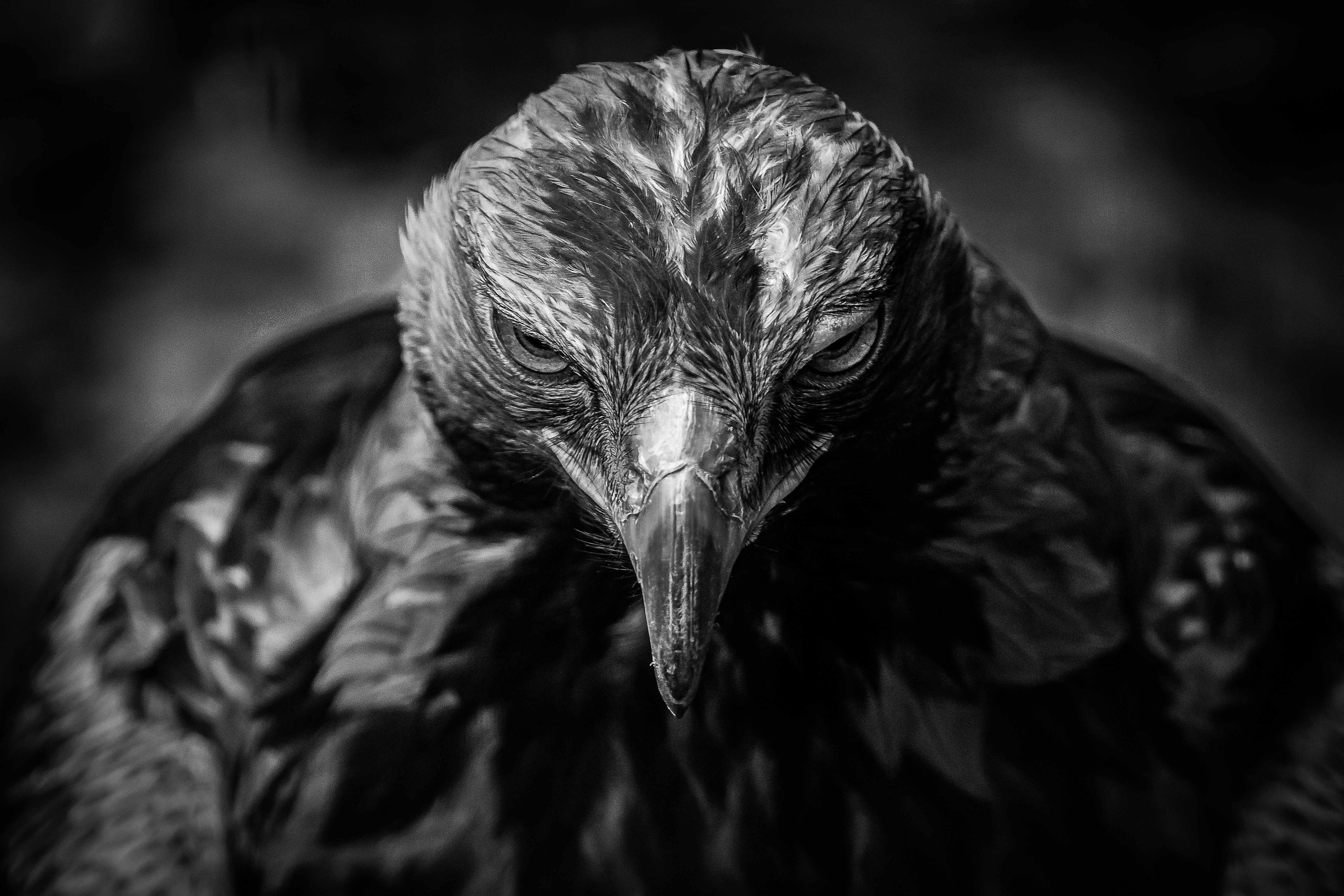 Sguardo inquietante