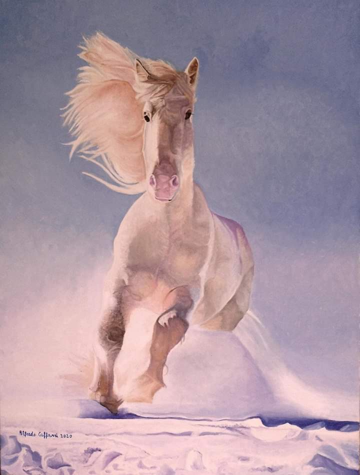 stallone bianco