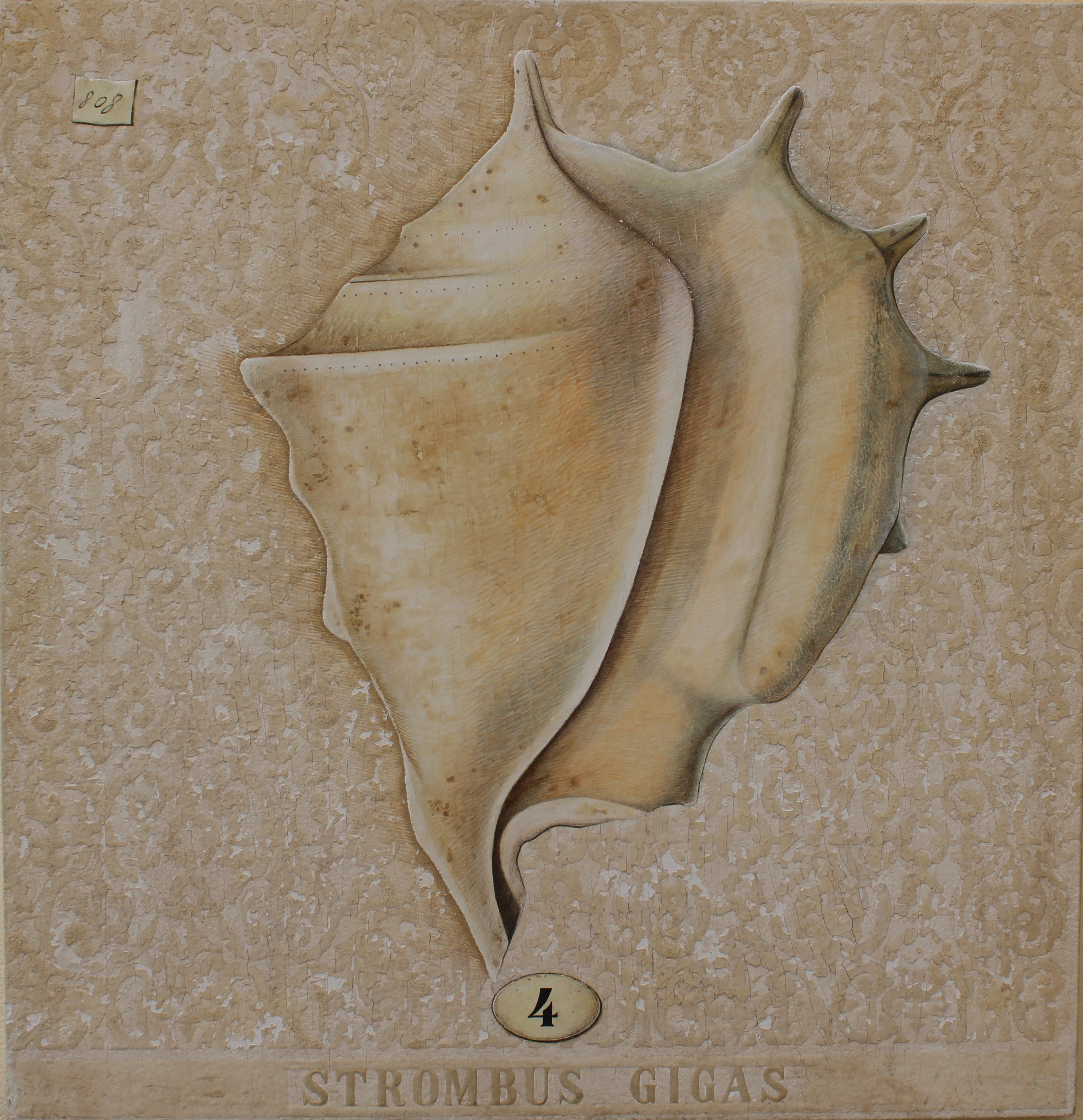 Strombus Gigas 4