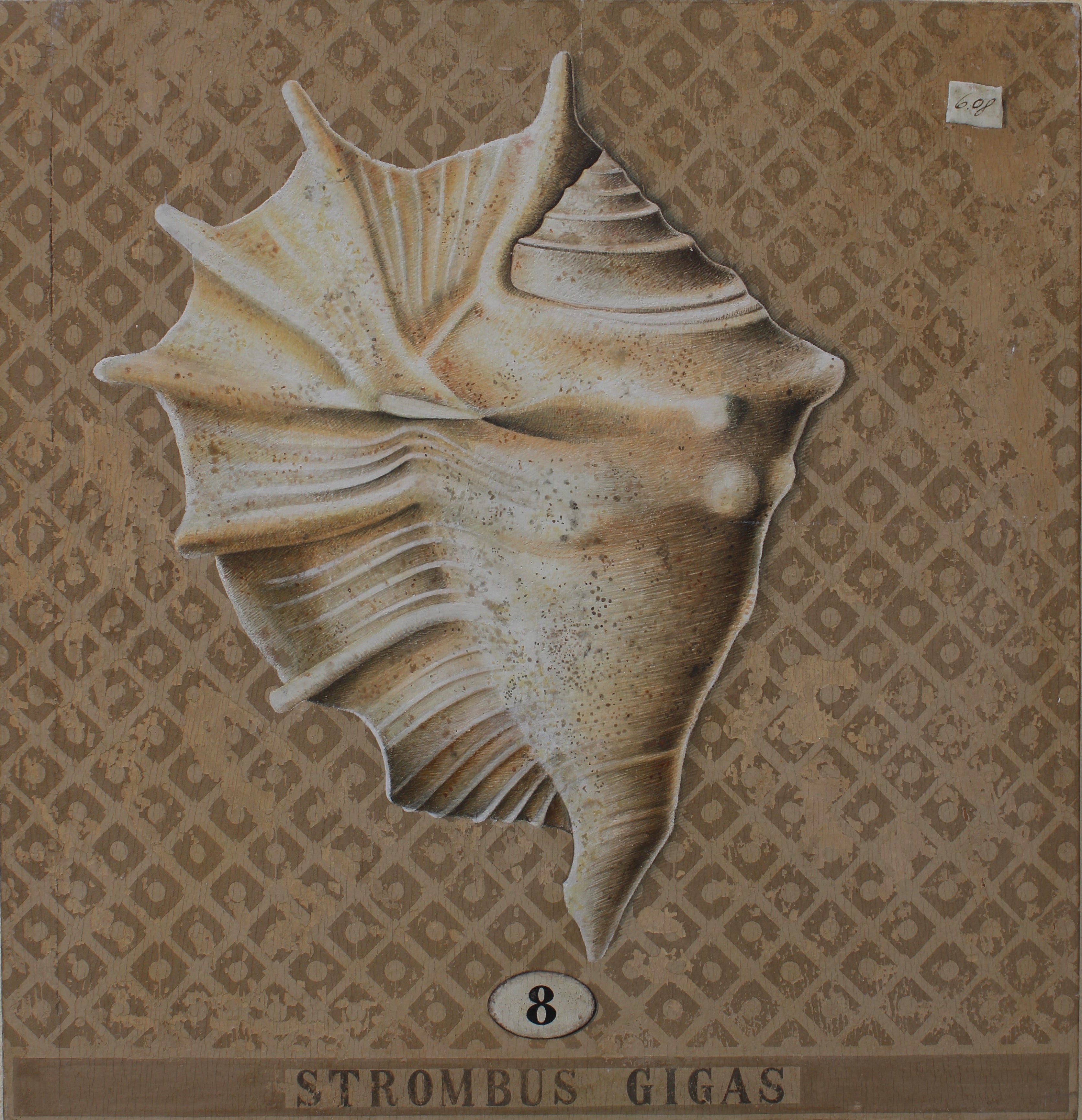 Strombus Gigas 8