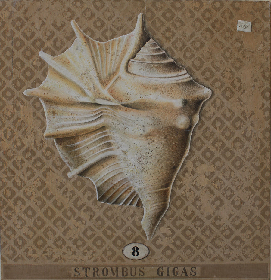 Strombus Gigas 8