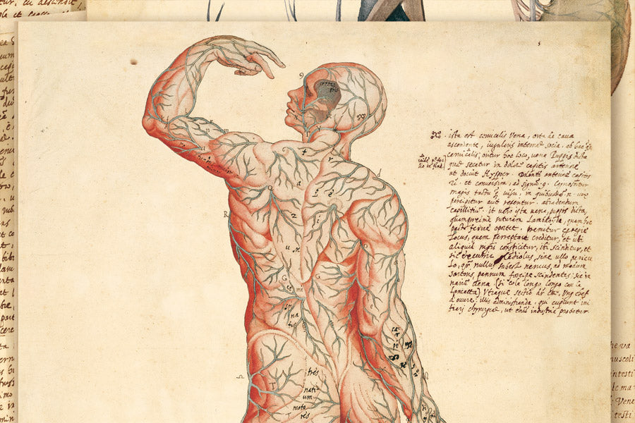 Anatomia Depicta Cavriani - Treccani