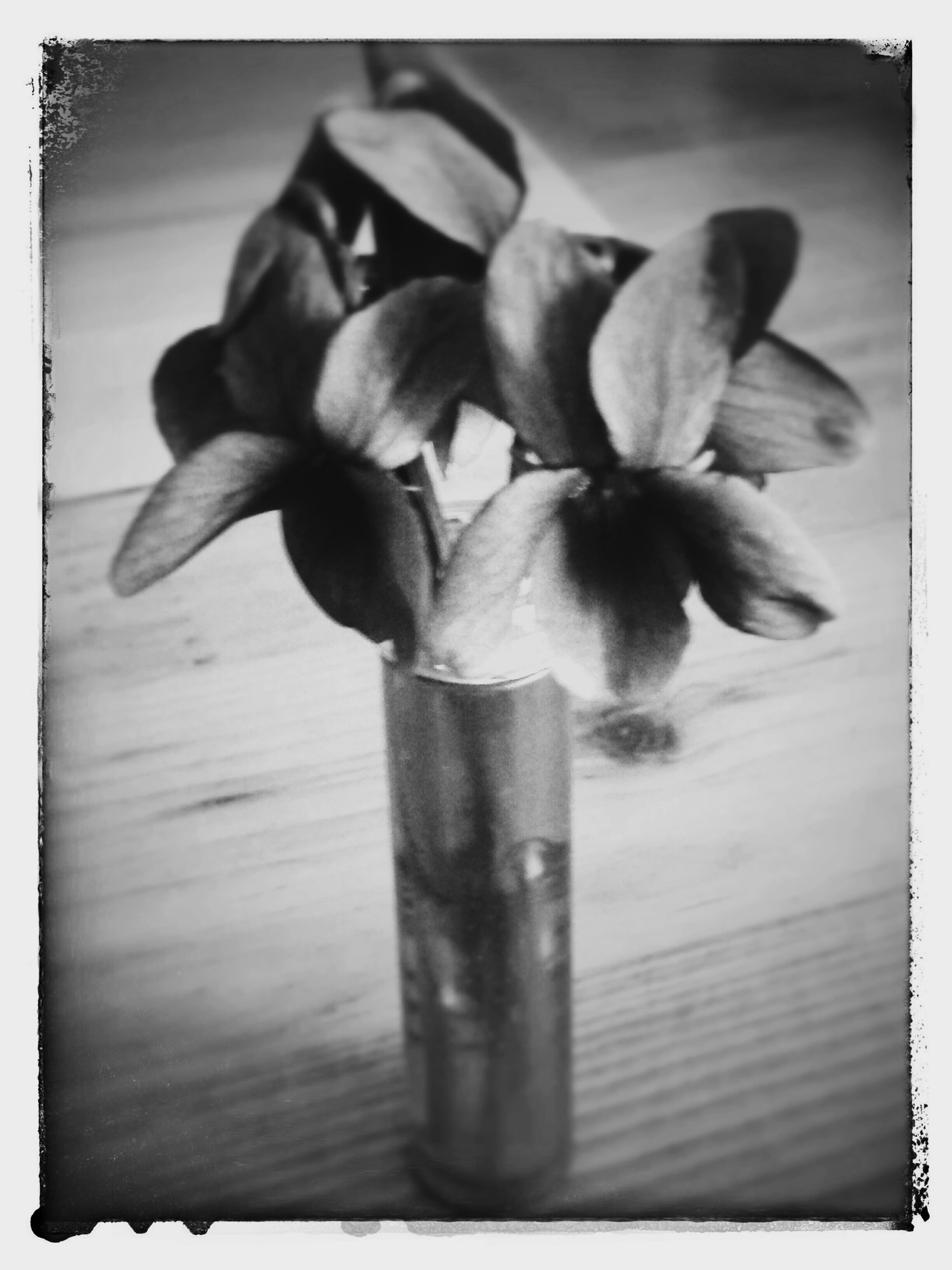 Tina Fugazzotto - to my lovely , shonin