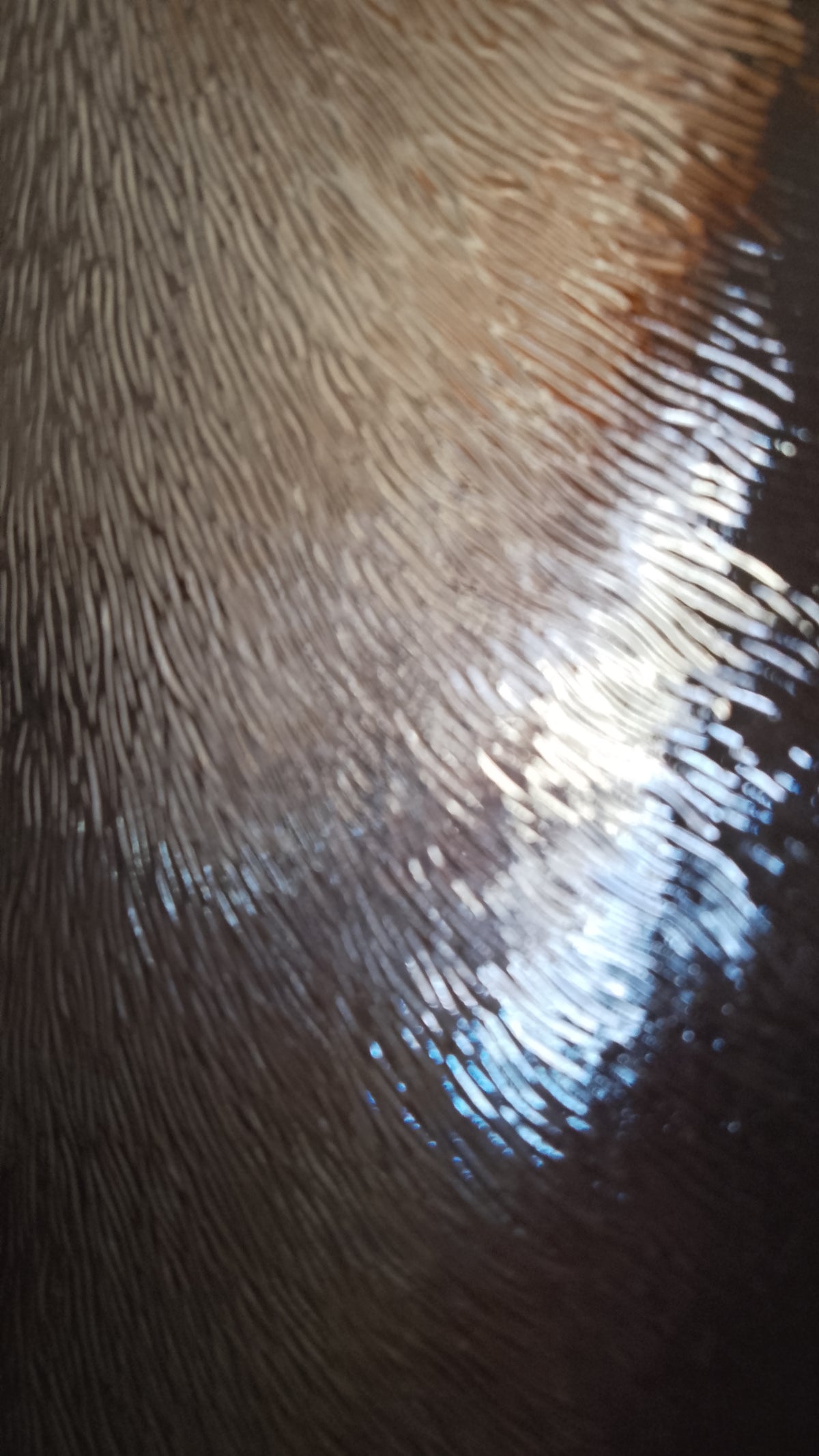 Ancora luce — Monica Talevi