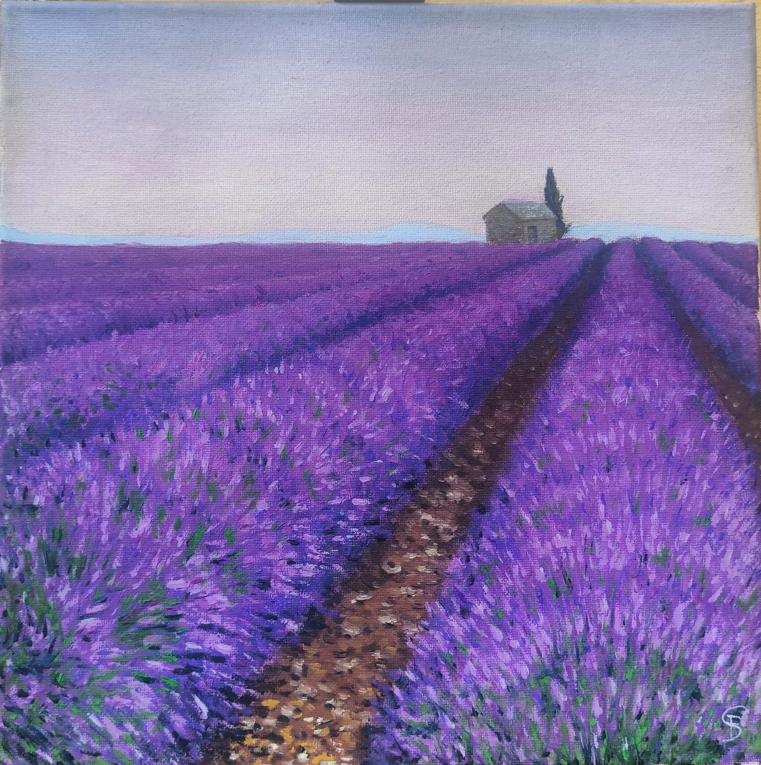 Campo di lavanda