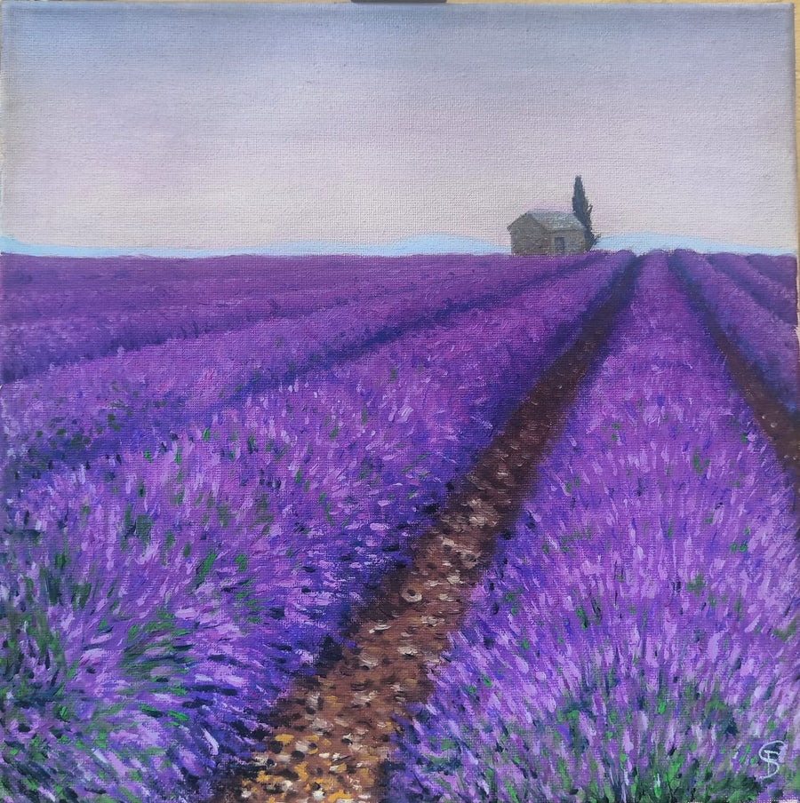 campo de lavanda